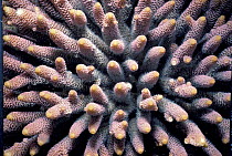 Finger coral {Porites sp} Papua New Guinea
