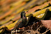 Common starling taking worm to nest under roof {Sturnus vulgaris} Norfolk, UK