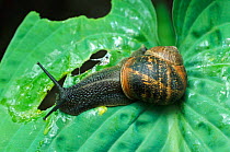 Common snail {Helix aspersa} feeding on Hosta leaf Yorkshire, UK