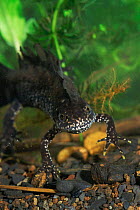 Crested newt male breeding coloration {Triturus vulgaris} Yorkshire, UK
