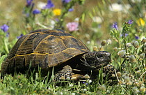 Spur thighed tortoise (Testudo graeca) amongst flowers, Lesvos, Greece, vulnerable species