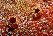 Bleeding teeth bryozoans / Coraline {Trematooecia aviculifera} encrusting a sponge. Caribbean