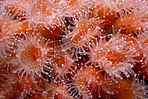 Californian club tipped anemone feeding {Corynactis californica} Channel Is, California, USA