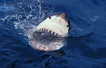 RF- Great white shark at surface, mouth open (Carcharodon carcharias), South Australia. (This image may be licensed either as rights managed or royalty free.)