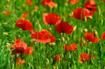 Common poppy flowers, Germany