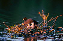 Common coot at nest with young,  Bavaria, Germany
