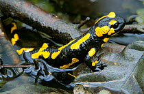 European (Fire) salamander {Salamandra salamandra} Bavaria, Germany