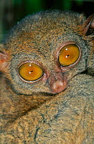Philippine tarsier, Philippines