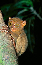 Philippine tarsier portrait {Tarsius syrichta} Philippines