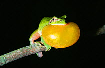 Mediterranean tree frog vocalising {Hyla meridionalis} Luberon, France, Europe