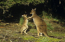 Western grey kangaroo {Macropus fuliginosus}  mother and joey play fighting, Australia