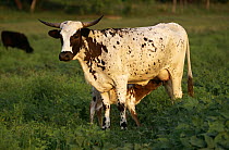 Texas longhorn suckling calf {Bos taurus}, Texas Hill Country, USA
