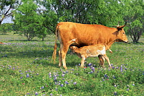Domestic Texas longhorn cow suckling calf {Bos taurus}, Texas Hill Country, USA