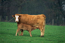 Suckler cow suckling calf {Bos taurus} on organic Farm, Berkshire, England UK