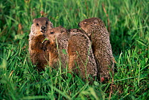 Woodchuck family in grass {Marmota monax} Minnesota, USA