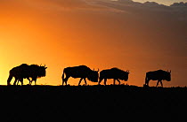 Wildebeest silhouette at sunset {Connochaetes taurinus} Masai Mara Game Reserve, Kenya Africa