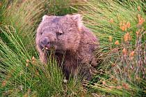 Common wombat foraging {Vombatus ursinus}, Cradle Valley NP, Tasmania, Australia