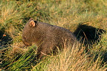 Baby Common wombat foraging (Vombatus ursinus) Cradle Valley NP, Tasmania, Australia