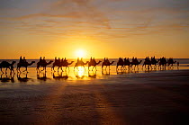 People riding Camels at sunrise, The Kimberleys Western Australia