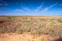 Australian outback scenic -  The Channel Country, far western Queensland, South Australia