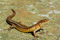 Common / Viviparous lizard {Lacerta vivipara} Derbyshire Dales, England