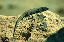 Lizard profile {Galliota galloti} Tenerife, Canary Islands