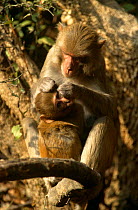 Rhesus macaque {Macaca mulatta} grooming young, Keoladeo NP, Bharatpur, Rajasthan, India
