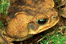 Giant toad showing paratoid gland behind eye {Bufo marinus} Costa Rica Guanacaste NP,