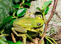 Tree frog {Hyla granosa} Yasuni NP, Ecuador