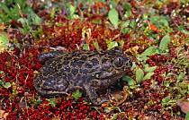 Western spadefoot toad {Pelobates cultripes} Spain