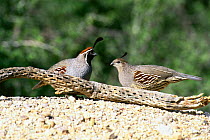 Gambel's quail pair {Callipepla gambelii} - male left - Tucson, Arizona, USA