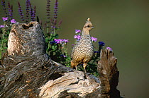 Scaled quail {Callipepla squamata} Santa Rita Mts, Arizona, USA