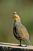 Scaled quail (Callipepla squamata) Santa Rita Mountains, Arizona, USA