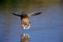 Northern shoveler duck {Anas clypeata} female landing on water Arizona, USA