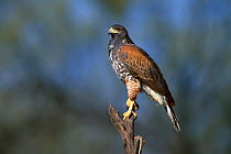 Harris hawk perched {Parabuteo unicinctus} Tucson, Arizona, USA