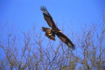 Harris hawk flying {Parabuteo unicinctus} Tucson, Arizona, USA