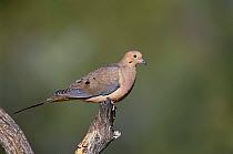 Mourning dove {Zenaida macroura} Tucson, Arizona, USA