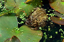 Natterjack toads mating {Bufo calamita} UK, captive
