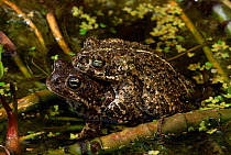 Natterjack toads mating {Bufo calamita} UK, captive