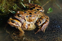 Common frogs mating {Rana temporaria} UK