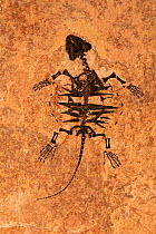 Fossil of Snapping turtle juvenile {Chelydridae} Eocene period, Wyoming, USA