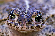 Natterjack toad {Bufo calamita} head close-up, UK