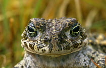 Natterjack toad {Bufo calamita} UK, protected species