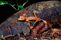 Leaf litter gecko {Uroplatus ebenaui} Andarana SR, Madagascar