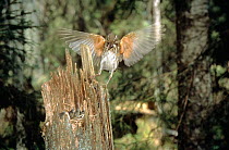 Redwing {Turdus iliacus} bringing food to chicks in nest in old tree trunk, Sweden