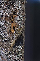 Common treecreeper {Certhia familiaris} on tree trunk with prey, Sweden