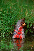Pyrrhuloxia male bathing {Pyrrhuloxia sinuatus} Texas, USA