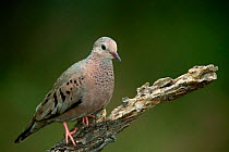 Common ground dove {Columbina passerina} Texas, USA, North America