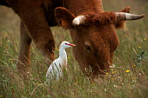 Cattle egret {Bubulcus ibis} near grazing cattle Spain