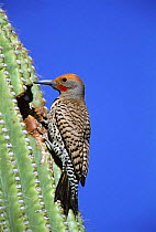 Gilded flicker male at nest in Saguaro cactus. Arizona, USA {Colaptes auratus chrysoide} North America
